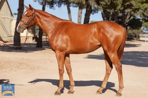 2YO WRITTEN BY  - FRANCISCA FILLY