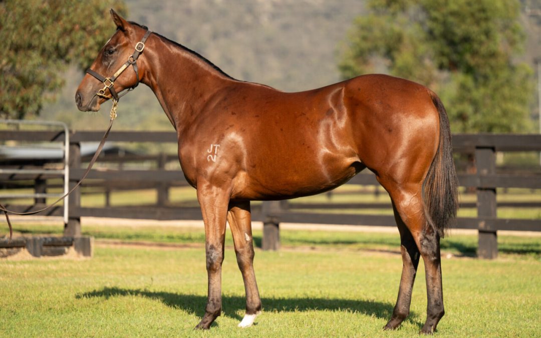 ZOUSAIN – PROFITEROLE FILLY