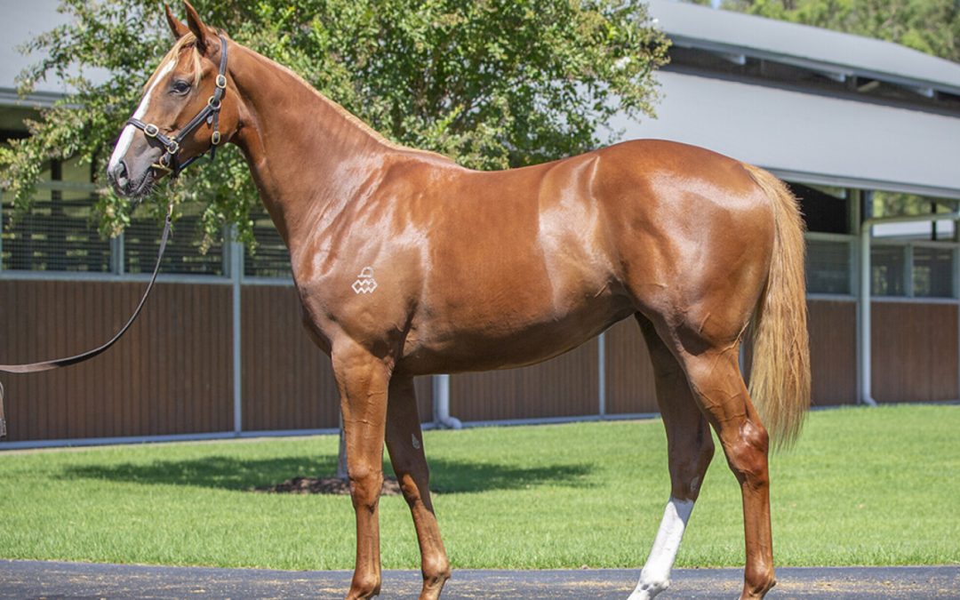 MAURICE (JPN) – FLORA DE MARIPOSA FILLY