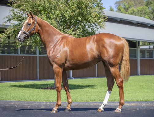 2YO MAURICE (JPN) - FLORA DE MARIPOSA FILLY