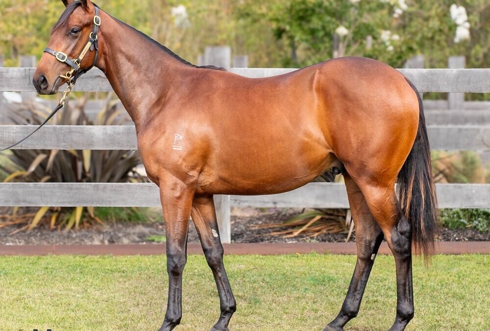 WILD RULER – WYUNA COLT