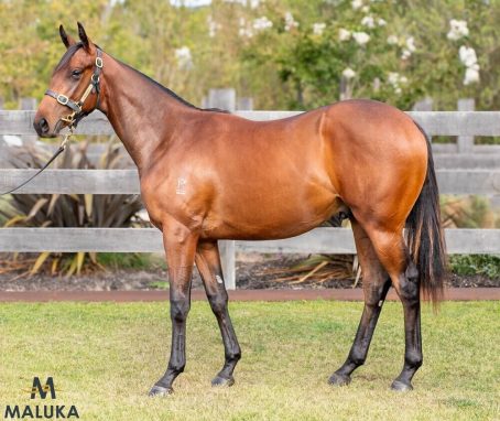 WILD RULER - WYUNA COLT