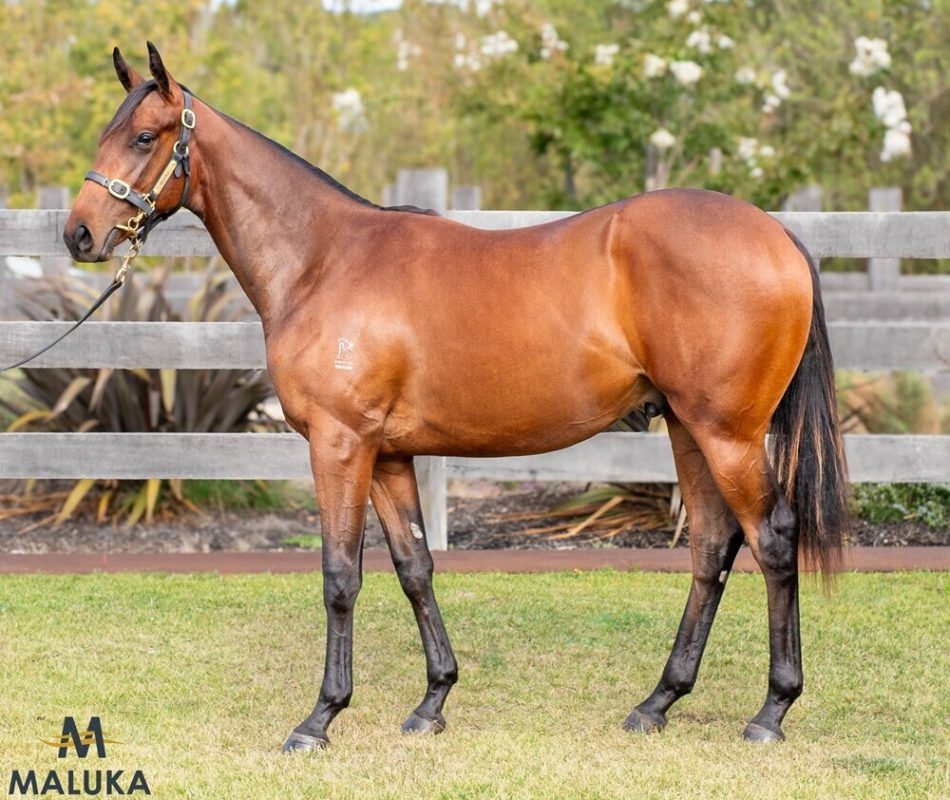 WILD RULER – WYUNA COLT