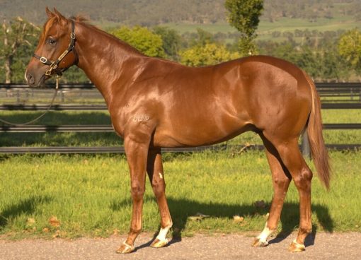 YES YES YES - BERENICE COLT