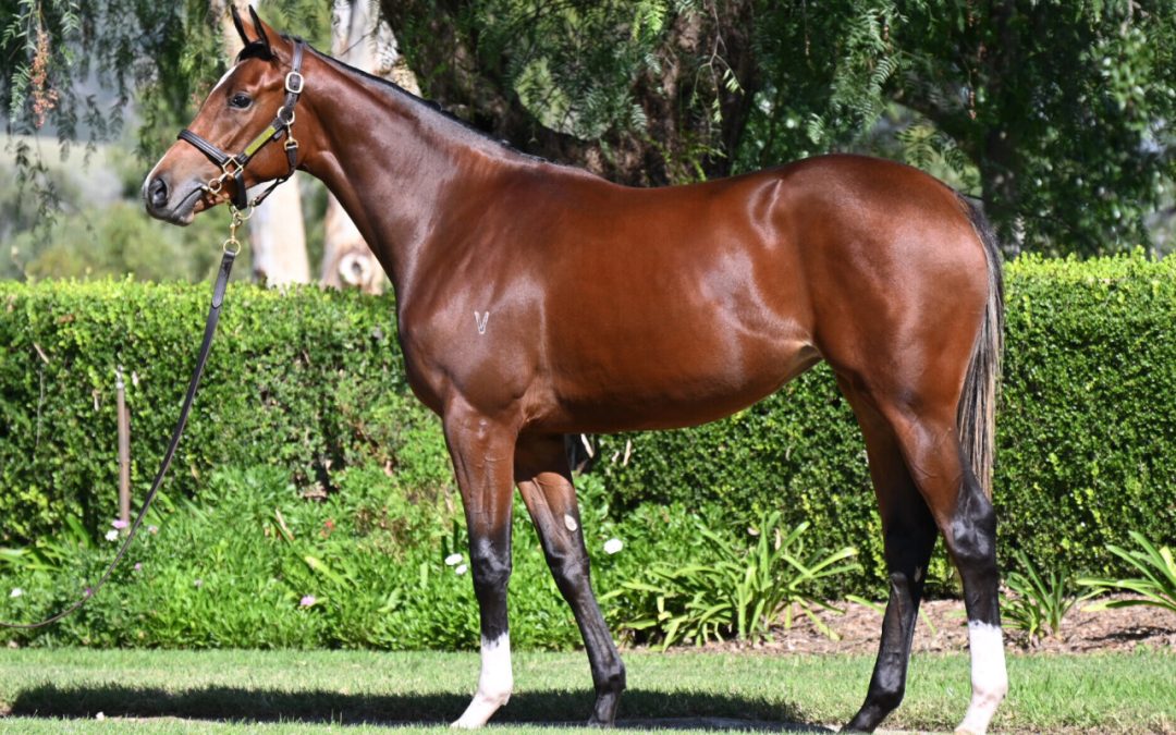 DUNDEEL (NZ) – JOSDESANIMAUX FILLY