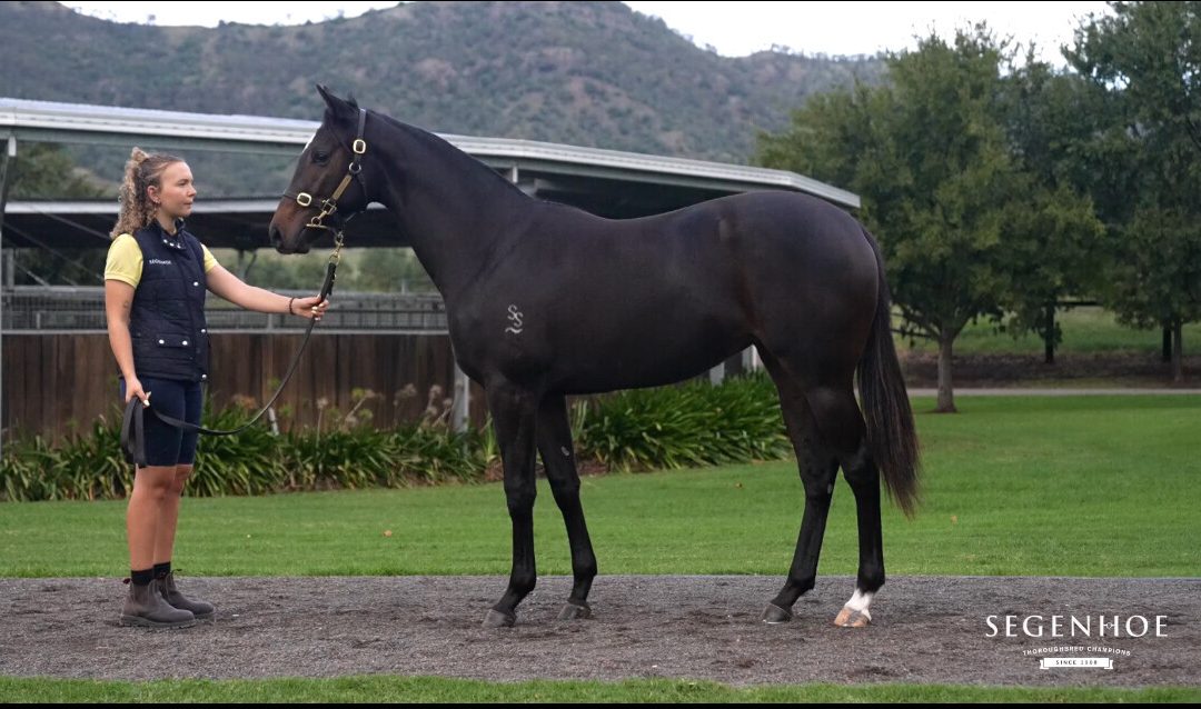 PIERRO – SPURS AND SASHES FILLY